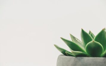 Jaka tylką do dekoracji tortu?