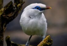 Jaki jest najrzadszy grzyb w Polsce? Jaki jest najrzadszy grzyb w Polsce?