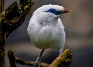 Jaki jest najrzadszy grzyb w Polsce? Jaki jest najrzadszy grzyb w Polsce?