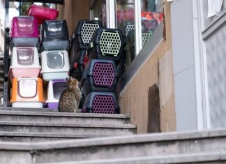 Jak dobrać rozmiar transportera dla kota?