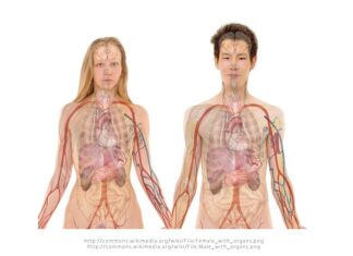 Jaka woda jest dobra na nerki?