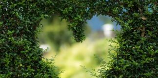 Dlaczego ciągle robi się w akwarium zielona woda?