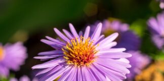 Które Michałki były pierwsze?