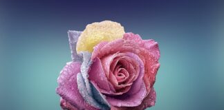 Czym się różni woda mineralna od źródlanej?