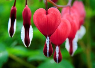 Jak długo pies krwawi podczas cieczki?