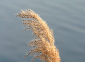 Czym się różnią Jarzyny od jeżyn?