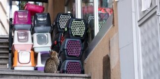 Co włożyć do transportera dla królika?