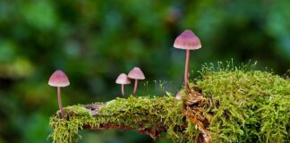 Czy są trujące grzyby z gąbką?