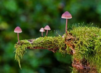 Czy są trujące grzyby z gąbką? Czy są trujące grzyby z gąbką?