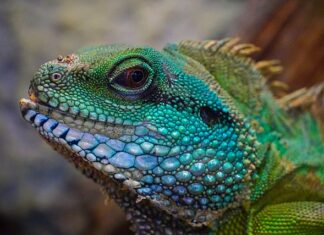 Z czego ścianka do terrarium? Z czego ścianka do terrarium?