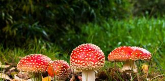 Ile trzeba zjeść trujących grzybów żeby się zatruć? Ile trzeba zjeść trujących grzybów żeby się zatruć?