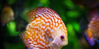 Ile czasu musi stać woda do akwarium?