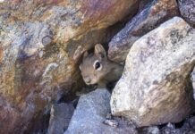 Jakie legowisko dla psa do budy?