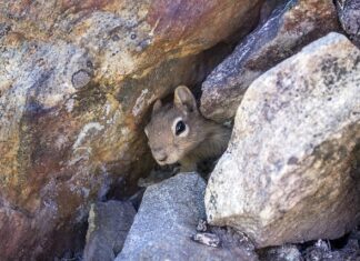Jakie legowisko dla psa do budy?