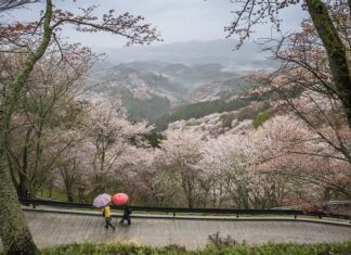 Czy czereśnia musi mieć zapylacz?