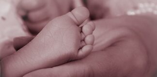 Czy można jeść nóżki od pieczarek?