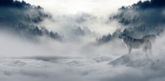 Czy zimą można przycinać czereśnie?