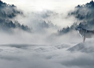 Czy zimą można przycinać czereśnie?