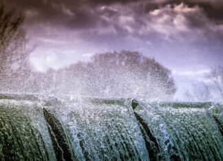 Kiedy pryskać wiśnie i czereśnie?