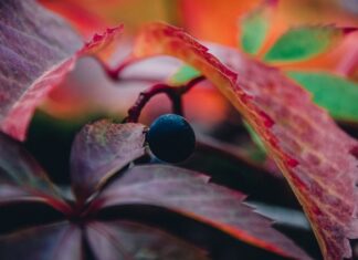 Czy winogrono można jeść z pestkami?