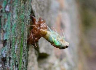 Co na linienie dla kota? Co na linienie dla kota?