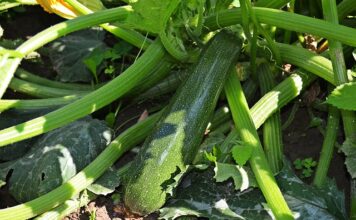 Jakie warzywa to Jarzyny?