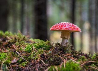 Czy grzyb jest warzywem?