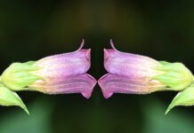 Co sadzić obok czereśni? Co sadzić obok czereśni?