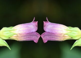 Co sadzić obok czereśni?