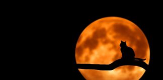 Czy można przewozić kota na kolanach?